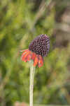 Grassleaf coneflower